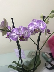 Phalaenopsis