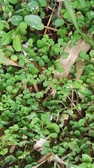 Oxalis debilis