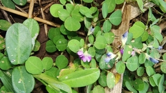 Oxalis debilis