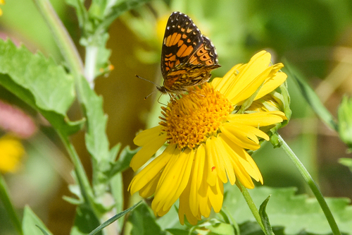 Gorgone Checkerspot photo 3