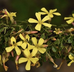 Oxalis gigantea