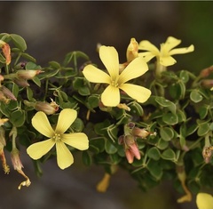 Oxalis gigantea