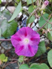 Ipomoea purpurea