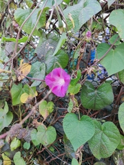 Ipomoea purpurea