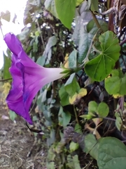 Ipomoea purpurea