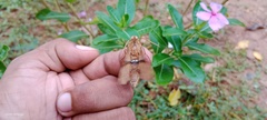 Aleuron iphis