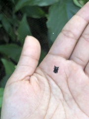 Micrathena