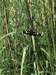 Phalaenoides tristifica