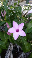 Cryptostegia madagascariensis