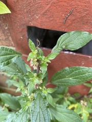 Parietaria judaica