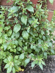 Parietaria judaica
