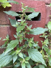 Parietaria judaica