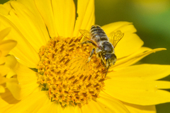 Megachile parallela