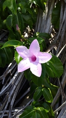 Cryptostegia madagascariensis