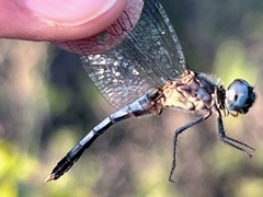 Erythrodiplax minuscula