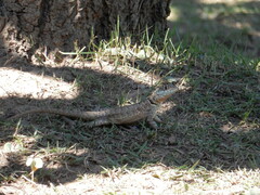 Tropidurus