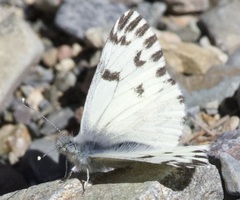 Pontia sisymbrii