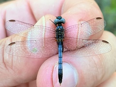 Erythrodiplax minuscula