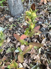 Hypericum hypericoides