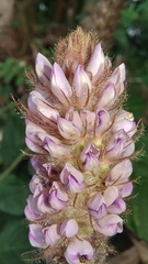Uraria crinita