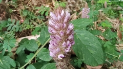 Uraria crinita