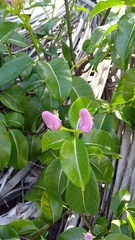 Cryptostegia madagascariensis