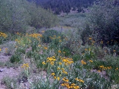 Senecio integerrimus