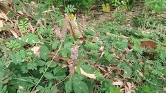 Uraria crinita