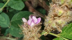 Uraria crinita
