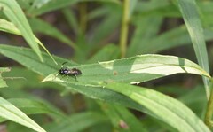 Cratichneumon sublatus