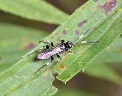 Cratichneumon sublatus