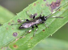 Cratichneumon sublatus