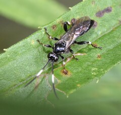 Cratichneumon sublatus