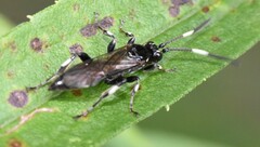 Cratichneumon sublatus