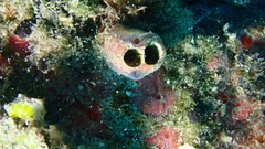Clathria opalina