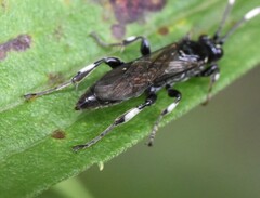 Cratichneumon sublatus