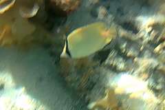 Chaetodon citrinellus