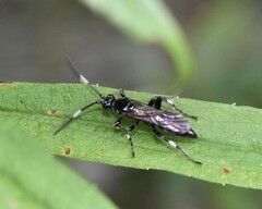 Cratichneumon sublatus