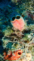 Clathria opalina