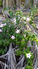 Cryptostegia madagascariensis