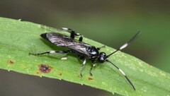 Cratichneumon sublatus