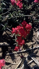 Glandularia peruviana