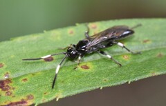 Cratichneumon sublatus
