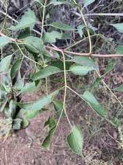 Sambucus cerulea