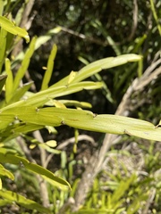 Carmichaelia williamsii