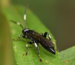 Cratichneumon sublatus