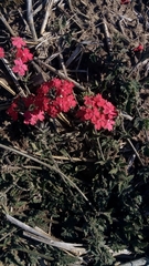 Glandularia peruviana