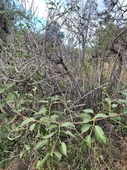 Sambucus cerulea