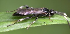 Cratichneumon sublatus