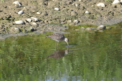 Limnodromus scolopaceus